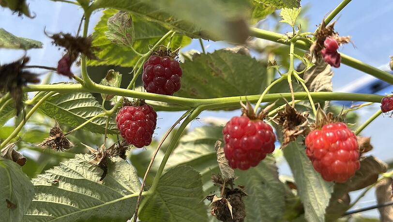 Auf den Feldern bei Lochhausen sind jetzt Himbeeren, Johannisbeeren, Brombeeren, Zwetschgen und Zucchini reif. Auf den Feldern bei Lochhausen sind jetzt Himbeeren, Johannisbeeren, Brombeeren, Zwetschgen und Zucchini reif.