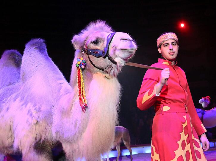 Lamas, Pferde, Kamele