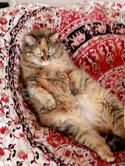 Lilly