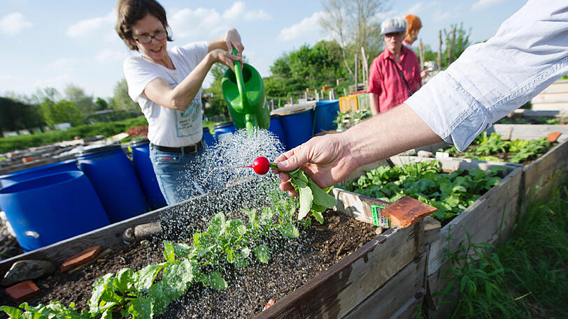 Der urbane Garten "O&rsquo;pflanzt is" in Neuhausen.