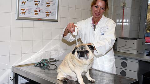 Ein bisschen mopsig: Sir Henry hat etwas zugelegt. Ernährungsspezialistin Petra Kölle misst ab wie viel.