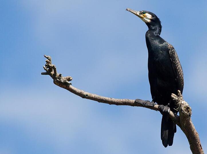 Der Kormoran ist ein guter Jäger
