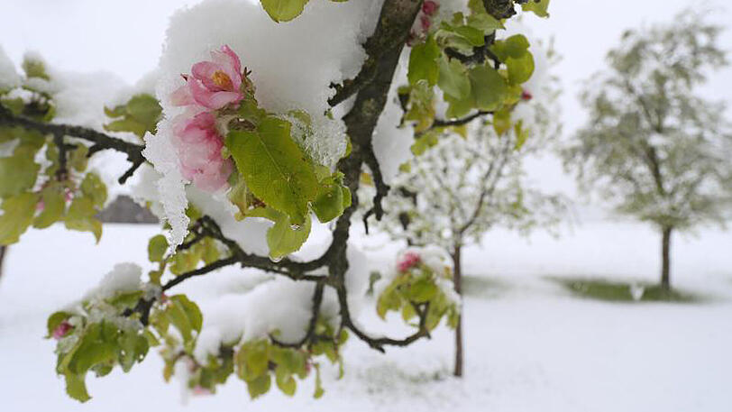 Im Schneetreiben stehen blühende Apfelbäume bei Altenstadt (Bayern).
