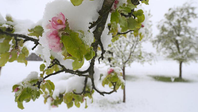 Im Schneetreiben stehen blühende Apfelbäume bei Altenstadt (Bayern). Im Schneetreiben stehen blühende Apfelbäume bei Altenstadt (Bayern).
