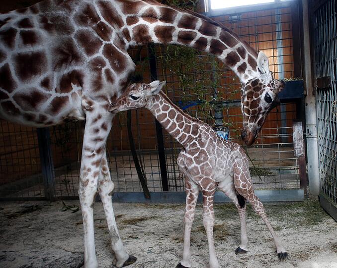 Familienzuwachs bei den Giraffen im Tierpark Hellabrunn: Mitte März brachte Mama Kabonga einen gesunden kleinen Giraffenbullen zur Welt. Einen Namen hat der Bub zwar noch nicht - aber ist jetzt schon ein kleiner Star.