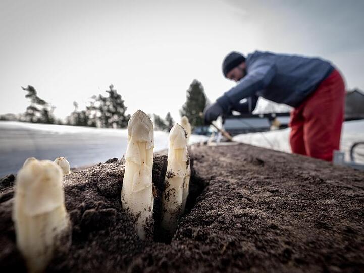 Erntehelfer stechen Spargelstangen auf einem Feld in Niedersachsen.