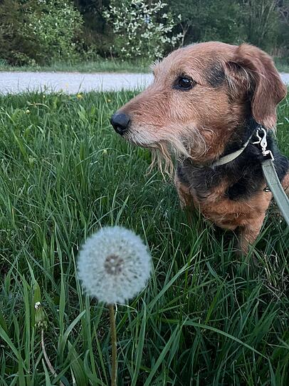 Gustl ist der fröhlichste und lustigste kleine Hund, den man sich nur vorstellen kann. Mit seiner liebenswerten Art bringt er mich jeden Tag zum Lachen – ganz gleich, wie schwer der Tag auch gewesen sein mag. Ich bin unendlich dankbar, dass ausgerechnet er mein Hund ist.