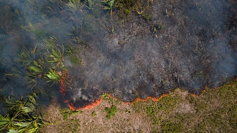 Flammen breiten sich in einem Amazonas-Gebiet aus. (Archivbild)