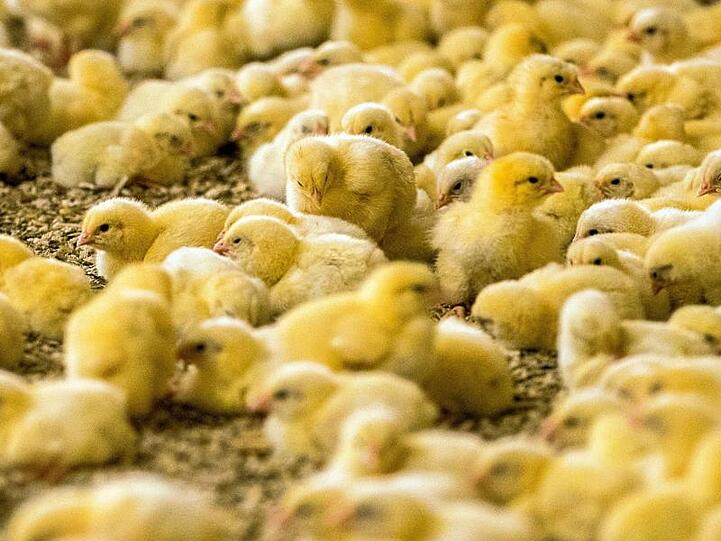 Rund 45 Millionen männliche Küken werden jedes Jahr getötet, weil sie sich nicht für die Mast eignen.