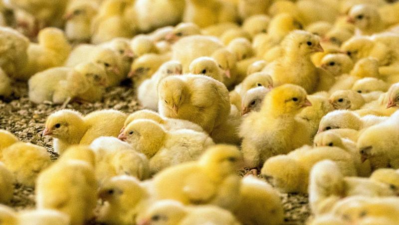 Rund 45 Millionen männliche Küken werden jedes Jahr getötet, weil sie sich nicht für die Mast eignen. Rund 45 Millionen männliche Küken werden jedes Jahr getötet, weil sie sich nicht für die Mast eignen.