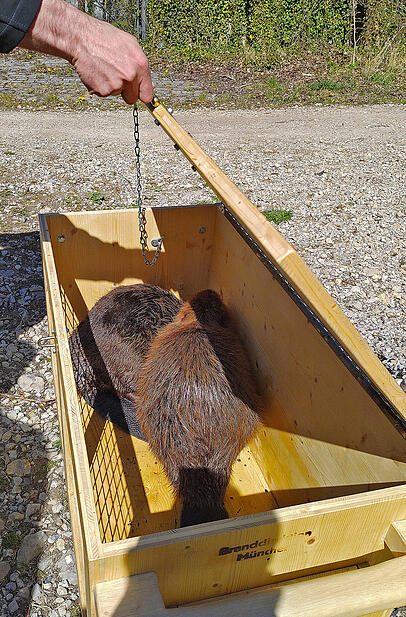 Die Biber in der Transportbox. Die Biber in der Transportbox.