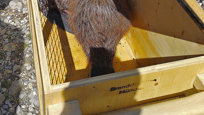 Die Biber in der Transportbox. Die Biber in der Transportbox.