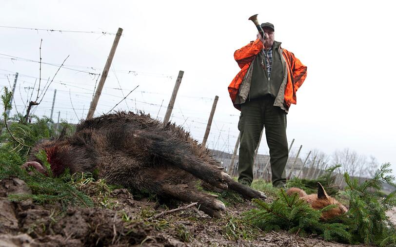 Ein Jäger bläst neben einem toten Wildschwein und einem toten Fuchs das Jagdhorn.