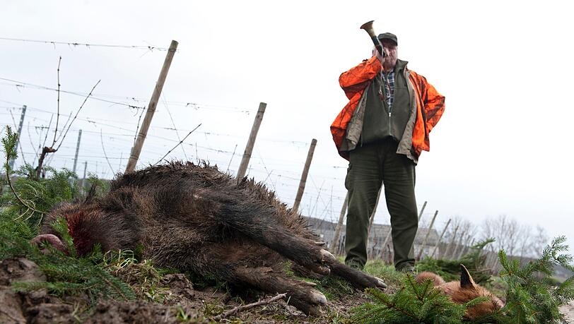 Ein Jäger bläst neben einem toten Wildschwein und einem toten Fuchs das Jagdhorn. Ein Jäger bläst neben einem toten Wildschwein und einem toten Fuchs das Jagdhorn.