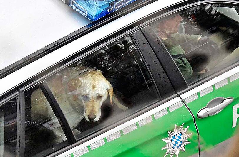Der Hund sitzt nach seiner Rettung im Streifenwagen. Noch muss geklärt werden, wer der Halter des Golden Retrievers ist.