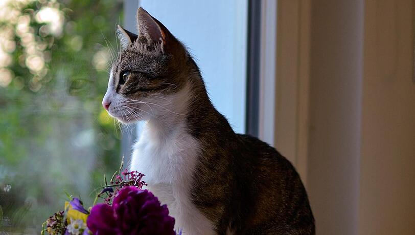 Eine neue Katze in ungewohnter Umgebung - mit den Tipps von Katzenpsychologin und Verhaltensexpertin Katja Rüssel (44) kann die Vergesellschaftung gut gelingen.