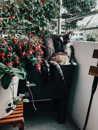 Sissi & Franz