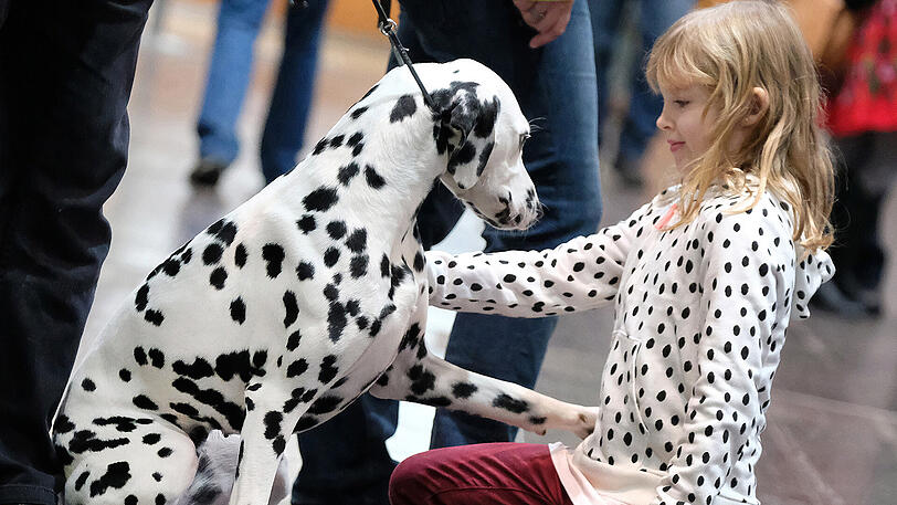 Dackel, Dalmatiner und Co. bei der World Dog Show in Leipzig.