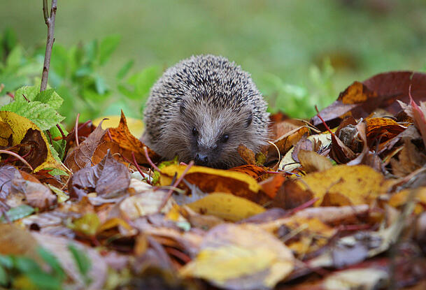 Igel machen es sich gerne in einem mit Blättern ausgepolsterten Nest gemütlich.