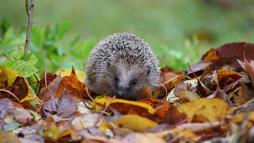 Igel machen es sich gerne in einem mit Blättern ausgepolsterten Nest gemütlich. Igel machen es sich gerne in einem mit Blättern ausgepolsterten Nest gemütlich.
