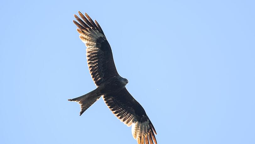 Greifvögel sind in Deutschland streng geschützt. (Symbolbild)