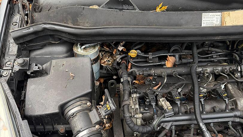 In höchster Not fanden Feuerwehrler eine eingeklemmte Katze in einem Auto vor.