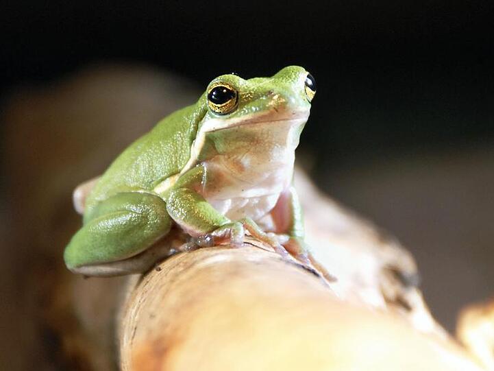 Ein Laubfrosch sitzt auf einem Ast. Foto: picture alliance / dpa / Symbolbild