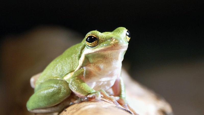 Ein Laubfrosch sitzt auf einem Ast. Foto: picture alliance / dpa / Symbolbild Ein Laubfrosch sitzt auf einem Ast. Foto: picture alliance / dpa / Symbolbild