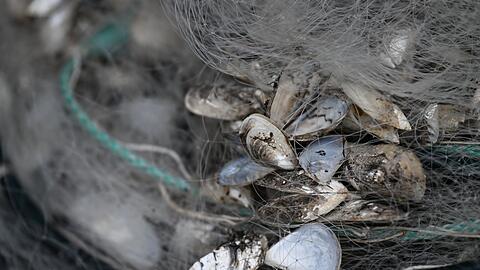 Quagga-Muscheln sind nun auch im Starnberger See nachgewiesen worden. (Archivfoto)