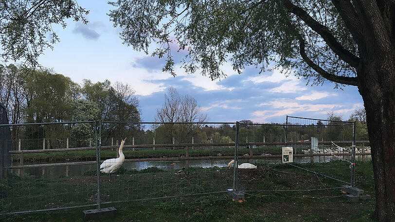 Tierische Privatsphäre für Schwäne an der Isar.
