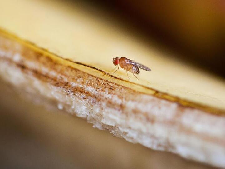 Eine Fruchtfliege sitzt auf einer Bananenschale. Neuseeland hat strenge Schutzmaßnahmen, um zu verhindern, dass Erreger eingeschleppt werden.