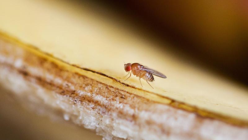 Eine Fruchtfliege sitzt auf einer Bananenschale. Neuseeland hat strenge Schutzmaßnahmen, um zu verhindern, dass Erreger eingeschleppt werden. Eine Fruchtfliege sitzt auf einer Bananenschale. Neuseeland hat strenge Schutzmaßnahmen, um zu verhindern, dass Erreger eingeschleppt werden.