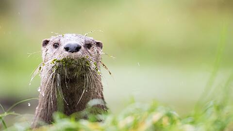 Gute Nachrichten f&uuml;r Bayerns Fischotter - bis auf Weiteres ist die gesetzliche Grundlage zur T&ouml;tung der streng gesch&uuml;tzten Tiere im Freistaat vom VGH au&szlig;er Vollzug gesetzt worden. (Illustration)
