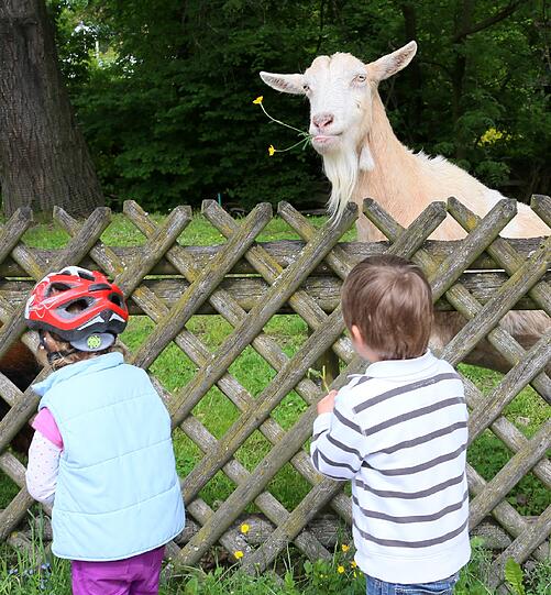 Auf dem Abenteuerspielplatz in Riem werden am Tiertag die Ziegen versorgt.