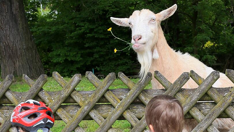 Auf dem Abenteuerspielplatz in Riem werden am Tiertag die Ziegen versorgt. Auf dem Abenteuerspielplatz in Riem werden am Tiertag die Ziegen versorgt.