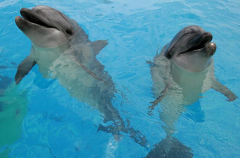Ist die Ursache für das Delfinsterben vor der Ostküste der USA ein Virus?