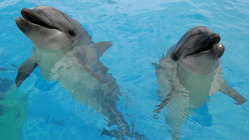 Ist die Ursache für das Delfinsterben vor der Ostküste der USA ein Virus? Ist die Ursache für das Delfinsterben vor der Ostküste der USA ein Virus?