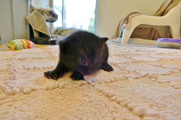 Die Babykatze Indigo wurde samt Mutter abgegeben.