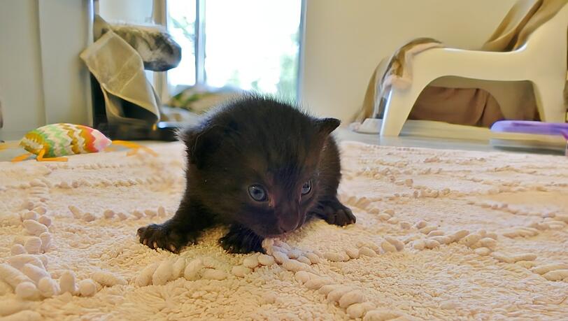 Die Babykatze Indigo wurde samt Mutter abgegeben. Die Babykatze Indigo wurde samt Mutter abgegeben.