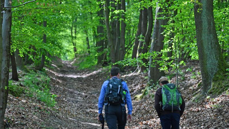 Zwei Männer wandern durch den Wald. Foto: Martin Schutt/dpa-Zentralbild/dpa/Symbolbild Zwei Männer wandern durch den Wald. Foto: Martin Schutt/dpa-Zentralbild/dpa/Symbolbild