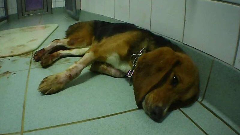 Ein Foto der Organisation Soko Tierschutz soll einen misshandelten Hund in dem Labor bei Hamburg zeigen.