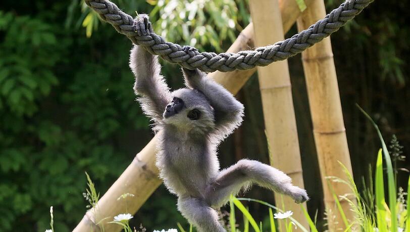 Bei der Silbergibbon-Familie im Tierpark Hellabrunn ist immer was los - wie auch im ganzen Tierpark. Am Wochenende ist eine Tierralley. Bei der Silbergibbon-Familie im Tierpark Hellabrunn ist immer was los - wie auch im ganzen Tierpark. Am Wochenende ist eine Tierralley.