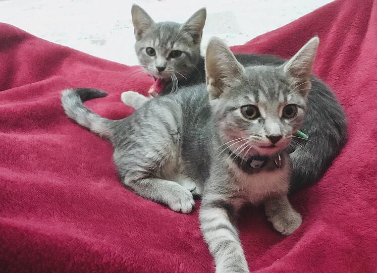 Gimli und Gollum