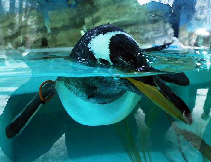 Neuigkeiten für die Pinguine in der Polarwelt: Die Besucher können sie jetzt durch eine Scheibe auch Unterwasser beobachten. Hier zu sehen: Eselspinguine.