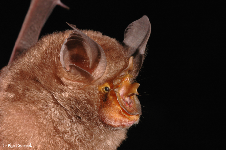 Mit diesem außergewöhnlichen Aussehen könnte die Pferdehuf-Fledermaus glatt in einem Star-Wars-Film mitspielen.