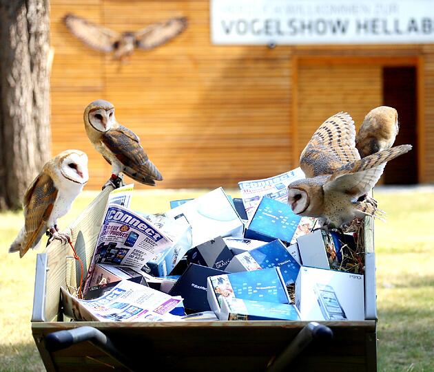 Die Aktion soll den Schleiereulen helfen. Aber nicht nur ihnen, der Erlös kommt dem Artenschutzprogramm des Münchner Tierparks zugute.