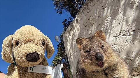 Jack erlebt große Abenteuer - so ließ er sich mit einem einheimischen Quokka auf Rottnest Island fotografieren.
