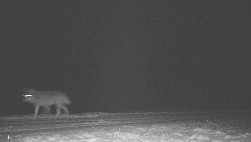 Ist das ein Wolf? Dieses wolfsähnliche Tier wurde im Oberallgäu gesehen. Ist das ein Wolf? Dieses wolfsähnliche Tier wurde im Oberallgäu gesehen.