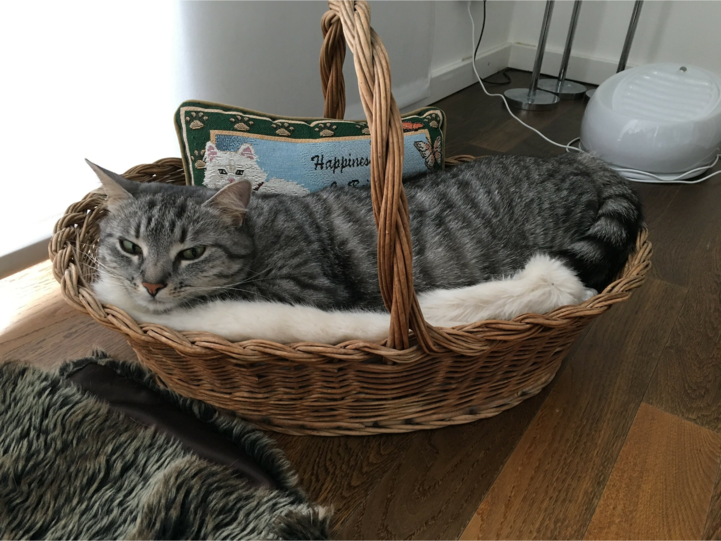 Jinxy