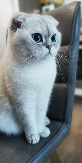 Frida